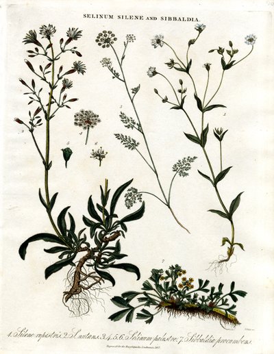 Selinum, Silene and Sibbaldia by John Pass