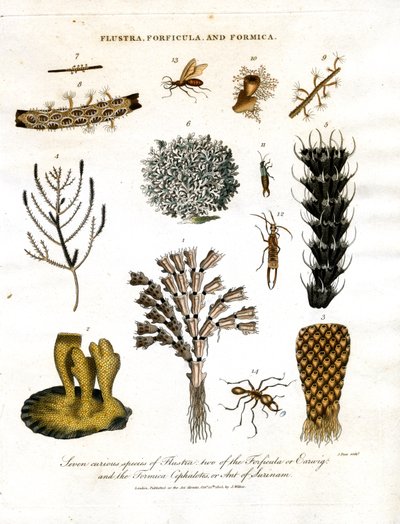 Seven Curious Species of Flustra; Two of the Forficula or Earwig; and the Formica Cephalotes; or Ant of Surinam by John Pass