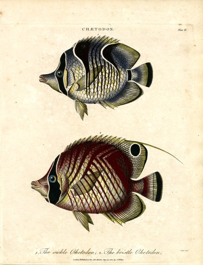 Sickle Chetodon and Bristle Chetodon by John Pass