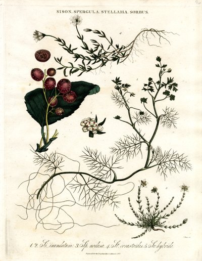 Sison, Spergula, Stellaria, Sorbus by John Pass
