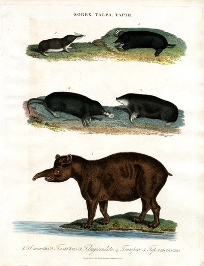 Shrews, Moles and Tapirs by John Pass