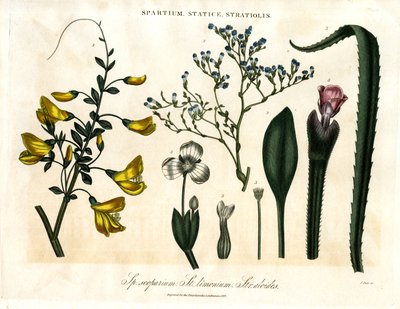 Spartium, Statice, and Stratiolis by John Pass