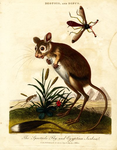 Spectacle Fly and Egyptian Jerboa by John Pass