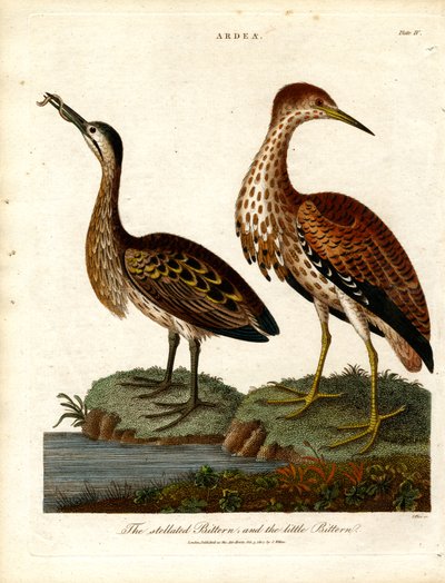 Stellated Bittern and Little Bittern by John Pass