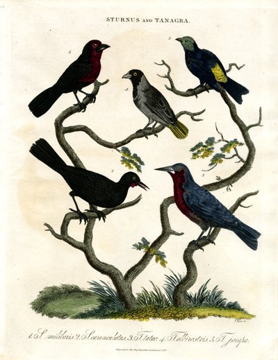Starlings and Tanagers by John Pass