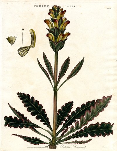 Teptured Lousewort by John Pass
