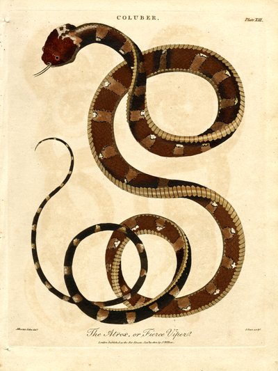 The Atropos or Fierce Viper by John Pass