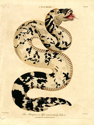 The Atropos, or Life-consuming Viper by John Pass