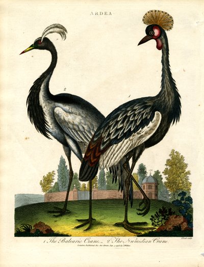 The Balearic Crane and The Numidian Crane by John Pass