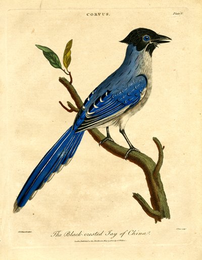 The Black-crested Jay of China by John Pass