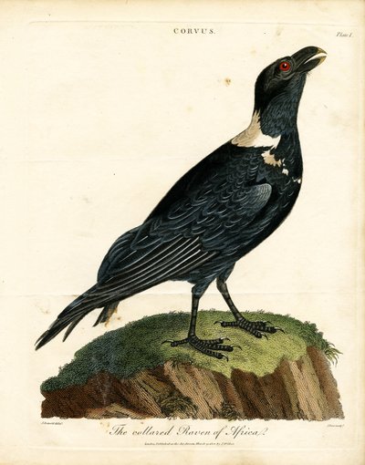 The Collared Raven of Africa by John Pass