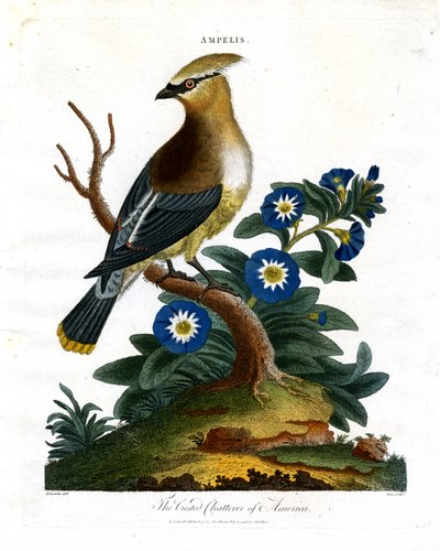 The Crested Chatterer of America by John Pass
