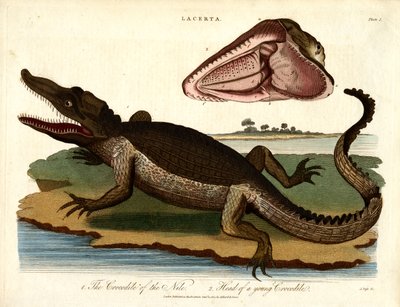 The Crocodile of the Nile and Head of a Young Crocodile by John Pass