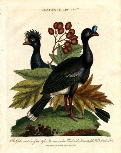 The Globe-crested Curapson and the Mexican Cuckoo-Bird with a Branch of the Wild Service Tree by John Pass