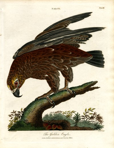 The Golden Eagle by John Pass