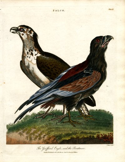 The Griffard Eagle and the Boatman by John Pass
