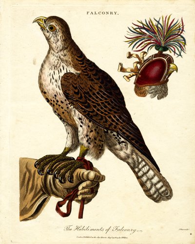 The Habiliments of Falconry by John Pass