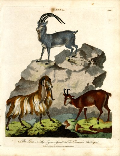 The Ibex; the Syrian Goat; and the Chamois Antelope by John Pass