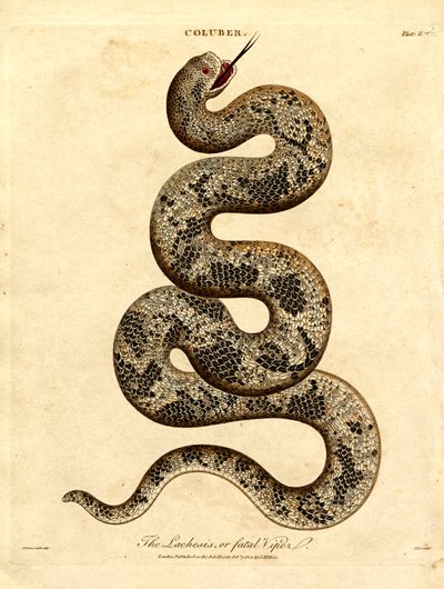 The Lachesis or Fatal Viper by John Pass