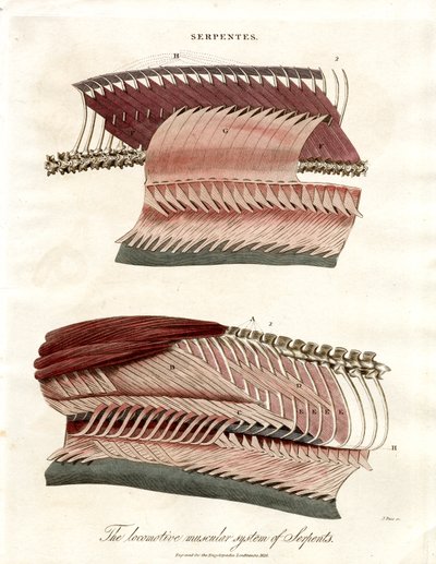 The Locomotive Muscular System of Serpents by John Pass