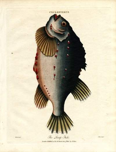 The Lump Fish by John Pass