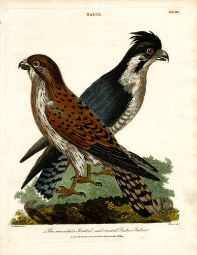 The Mountain Kestrel and Crested Fisher Falcon by John Pass