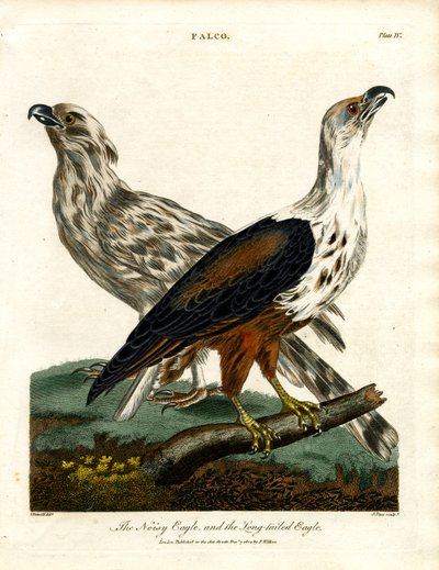 The Noisy Eagle and the Long-tailed Eagle by John Pass