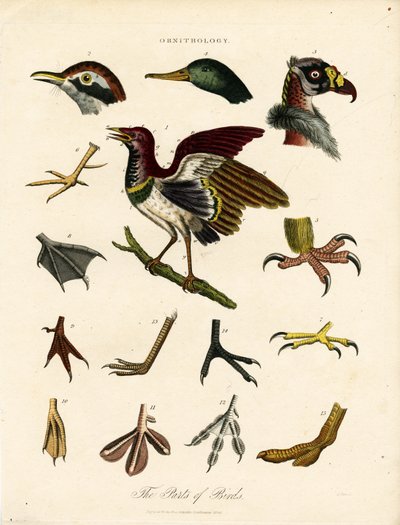 The Parts of Birds by John Pass