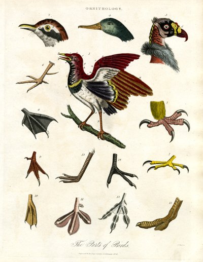 The Parts of Birds by John Pass