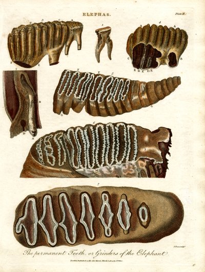 The Permanent Teeth or Grinders of the Elephant by John Pass