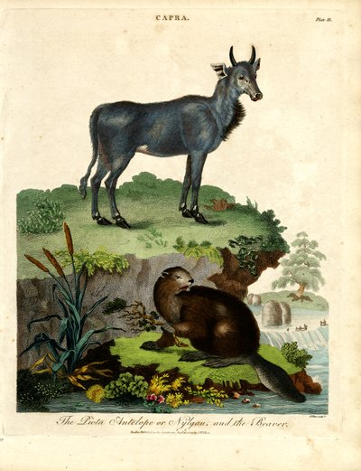 The Picta Antelope or Nilgau and the Beaver by John Pass