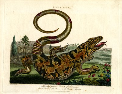 The Safeguard Lizard of Surinam by John Pass