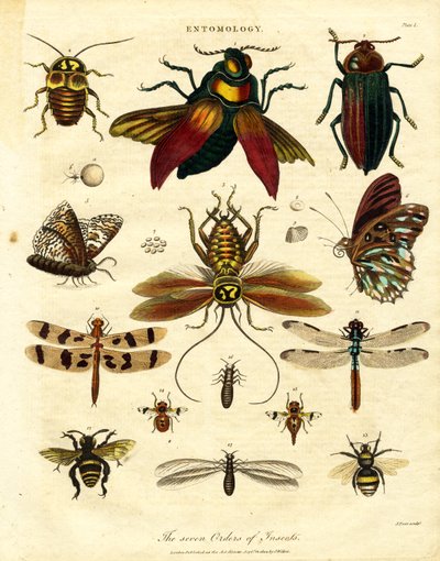 The Seven Orders of Insects by John Pass