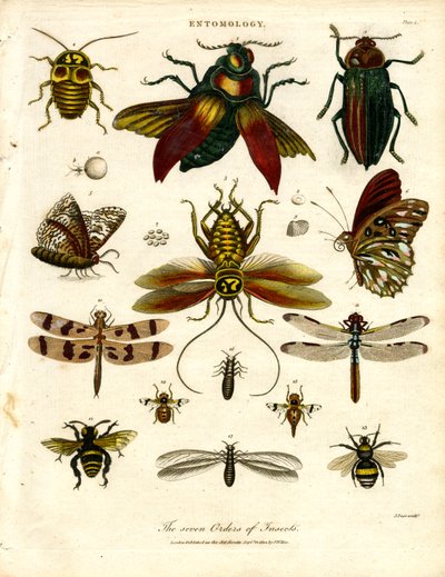 The Seven Orders of Insects by John Pass