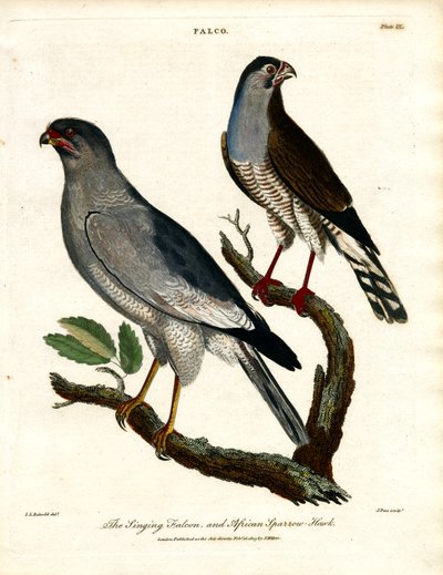 The Singing Falcon and African Sparrow-Hawk by John Pass