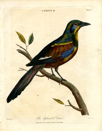The Splendid Crow by John Pass
