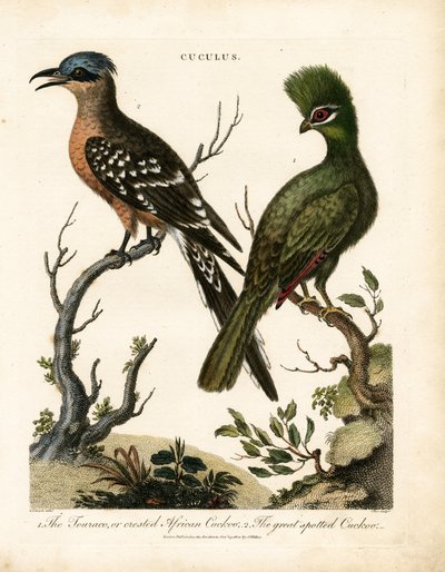 The Touraco and the Great Spotted Cuckoo by John Pass