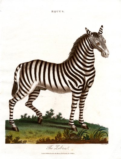 The Zebra by John Pass