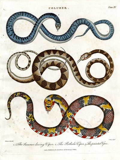 Three Different Species of Vipers by John Pass