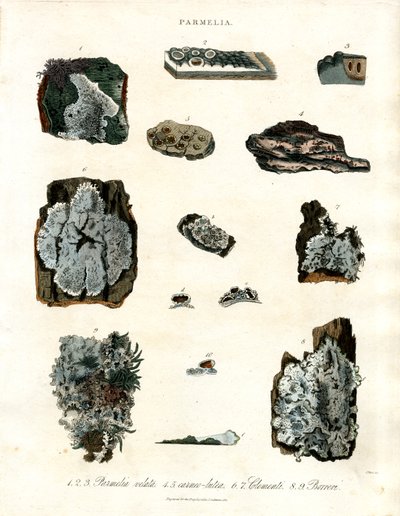 Various Lichen Species of the Genus Parmelia by John Pass
