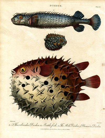 Various Porcupine Fish (Diodon) by John Pass