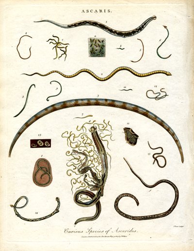 Various Species of Ascarides by John Pass
