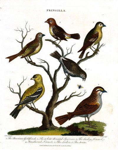 Various Species of Finches by John Pass