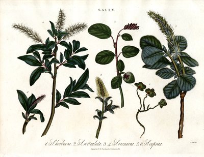 Various Willow Species (Salix) by John Pass