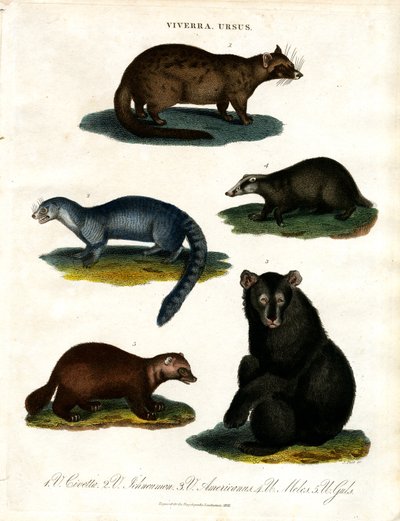 Viverra and Ursus: Various Species of Civets and Bears by John Pass