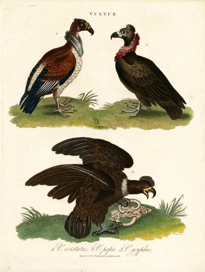 Vultures by John Pass