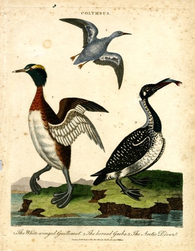 Water Birds - White-winged Guillemot; Horned Grebe and Arctic Diver by John Pass