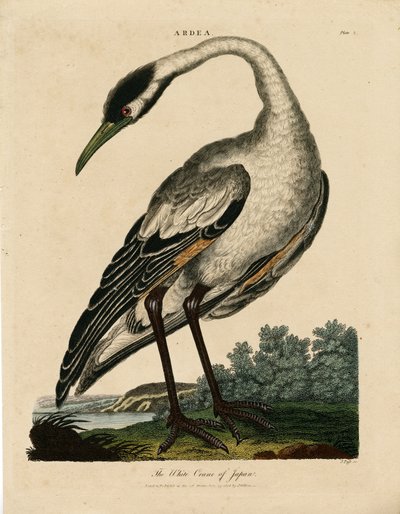 White Crane of Japan (Ardea) by John Pass