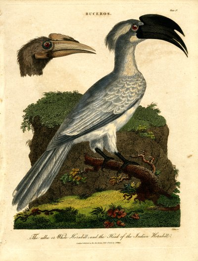 White Hornbill and Indian Hornbill by John Pass