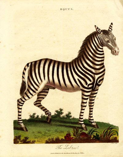 Zebra by John Pass